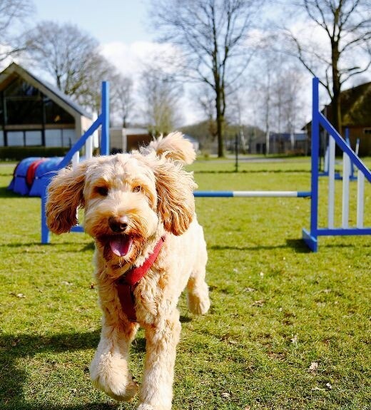 Ontwerp zonder titel (10).jpg